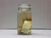 藏品(單斑牙花鮨)的圖片